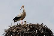 [nl] Ooievaars [en] Storks